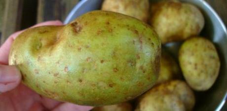 تحذير من مادة السولانين  Ask-julie-are-green-potatoes-poisonous-1